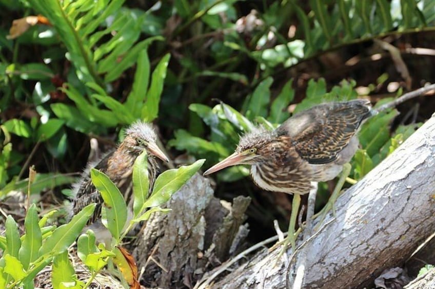 Two birds on the ground near a tree and some green foliage. 3