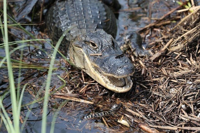 A crocodile in a natural habitat with water, vegetation, and muddy ground. 4
