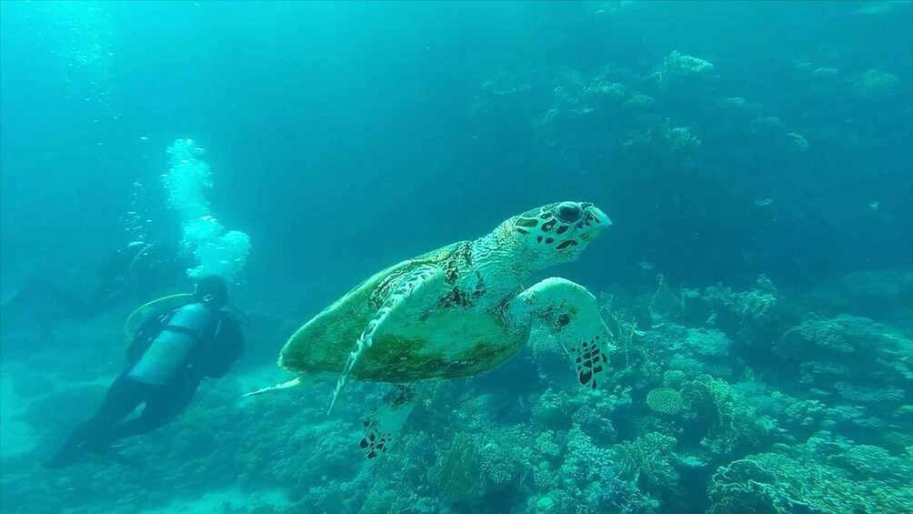 Una tartaruga marina nuota vicino a un subacqueo in acque blu cristalline. 4