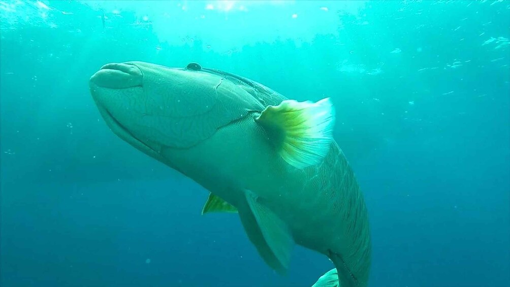 Un grande pesce che nuota sott'acqua. 3