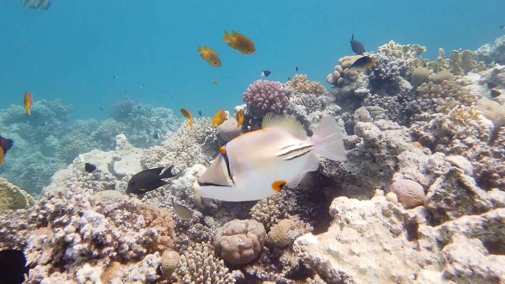 Una barriera corallina con diverse specie di pesci, tra cui un pesce striato ben visibile. 5