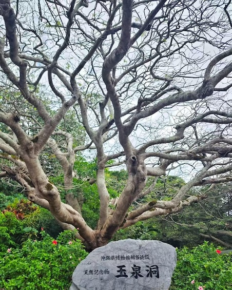 Picture 5 for Activity Okinawa World Ticket: Gyokusendo Cave & Habu Museum 4