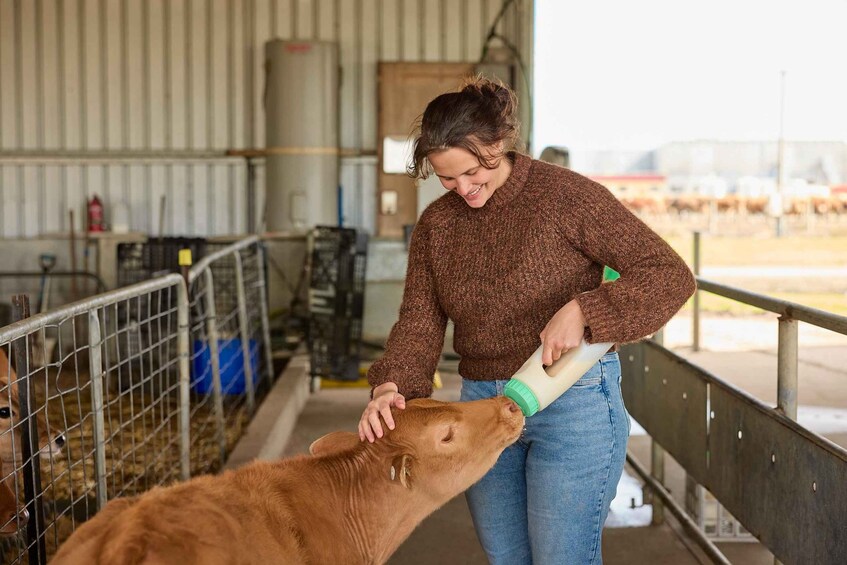 A person feeding a cow in a barn. 4