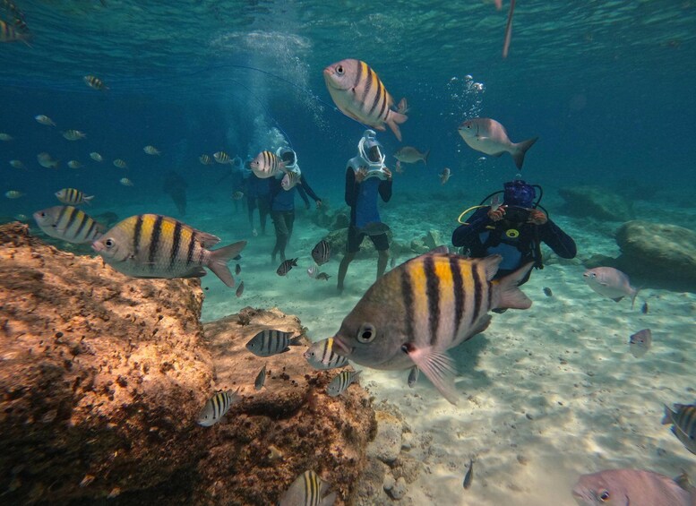 Scuba divers exploring an underwater reef with various fish species. 2