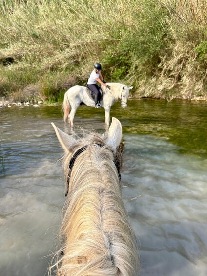Der Kopf eines Pferdes und eine Person, die auf einem Pferd an einem Fluss reitet. 5