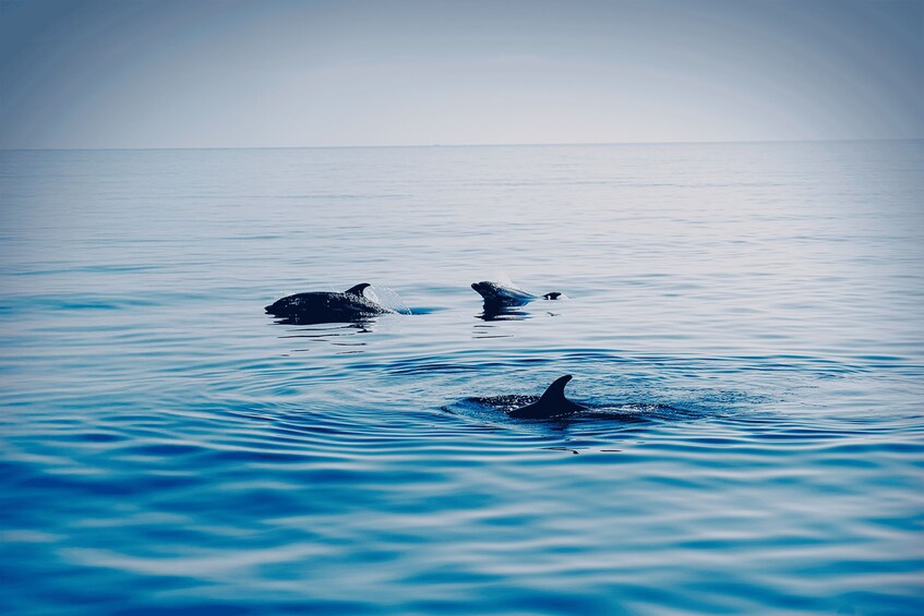 A calm sea with three dolphins swimming. 2