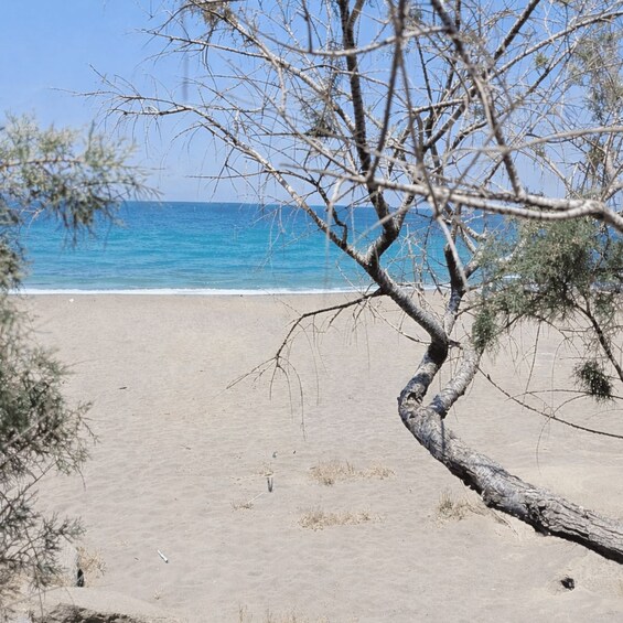 A beach with clear blue water, sandy shore, and sparse vegetation. 4