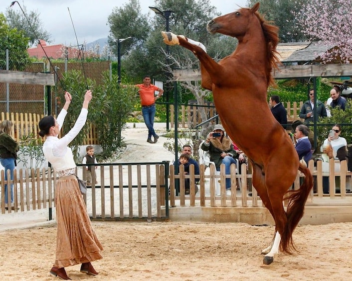 Eine Person reitet auf einem Pferd in einer Reithalle im Freien. 4