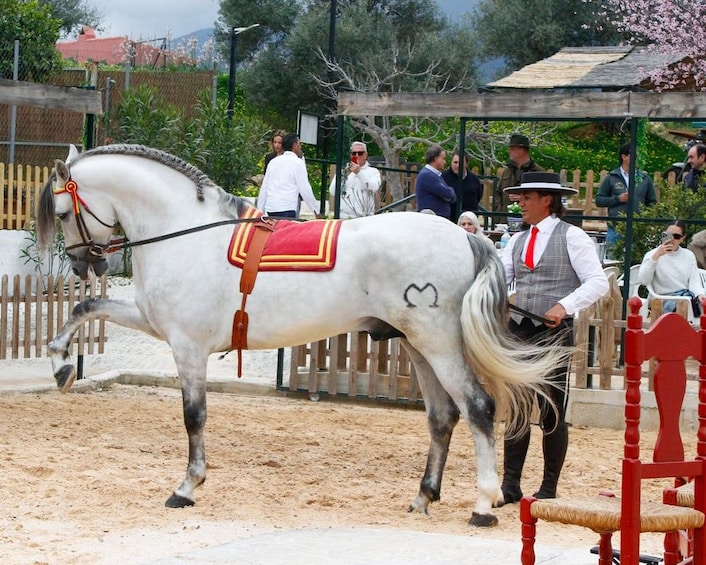 Ein weißes Pferd mit rotem Sattel in einer Reithalle im Freien, vor Publikum. 3