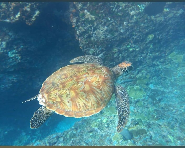 A sea turtle swimming underwater near a rocky seabed. 5