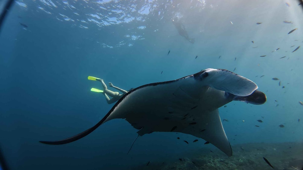 A diver with fins swimming near a manta ray in clear blue water. 4