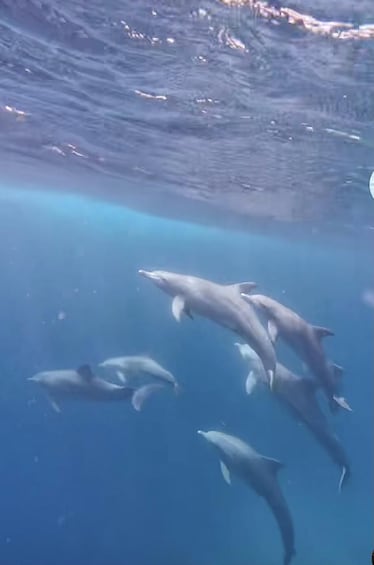 A group of dolphins swimming in the ocean. 3