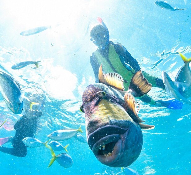 Un buceador rodeado de peces en aguas azul cristalinas. 1