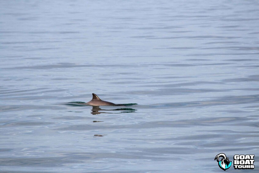 A dolphin swimming in calm water. 2
