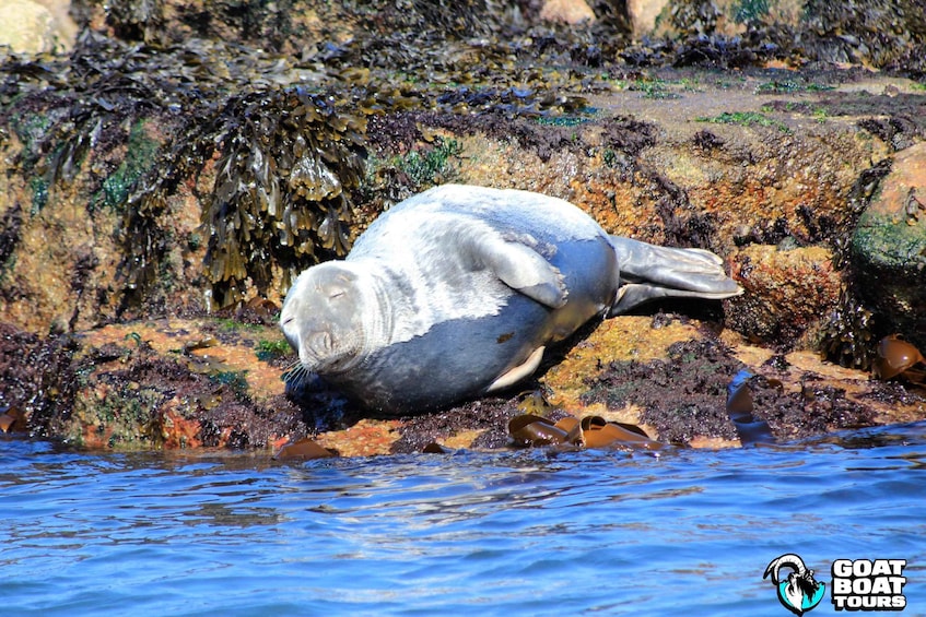 A seal resting on a rocky shore with water in the foreground. 4