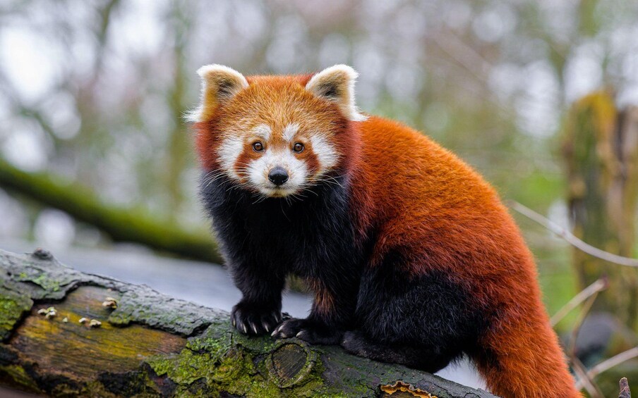 En rød panda sidder på en gren. 5