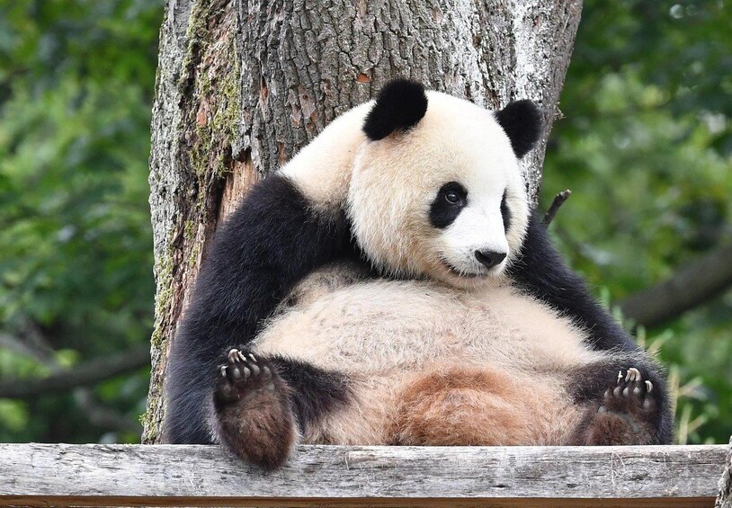 En panda hviler op ad et træ. 2