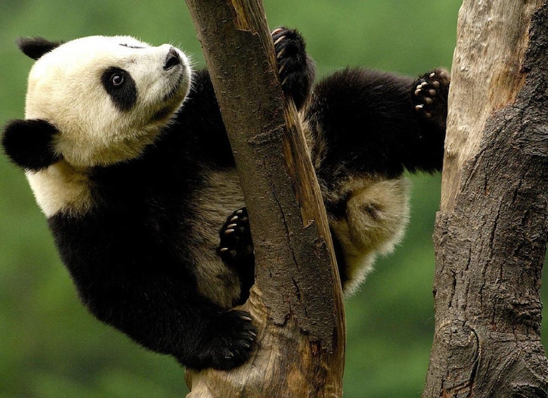 En panda klatrer i et træ. 4