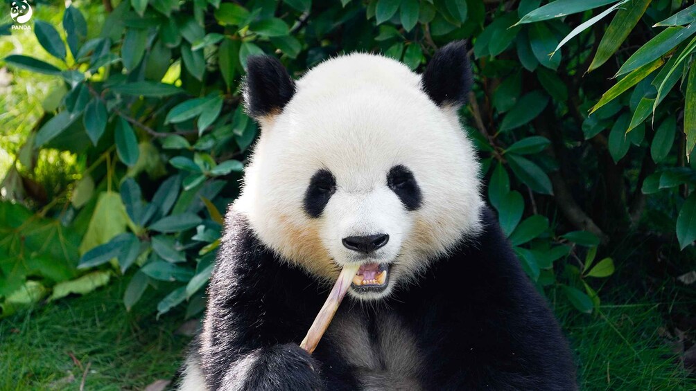 En panda holder en bambusstok. 1