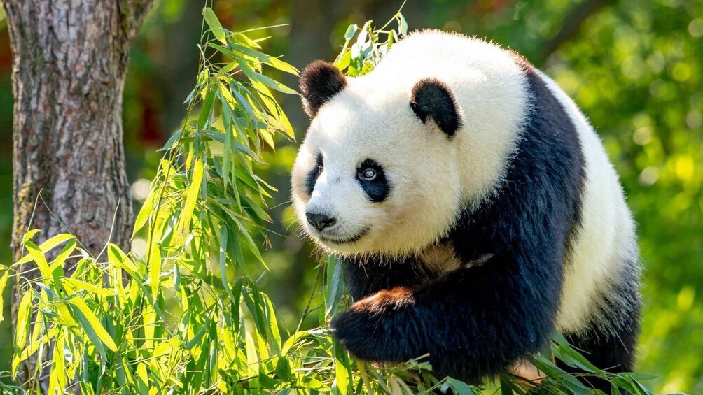 En panda hviler midt i bambusblade. 3