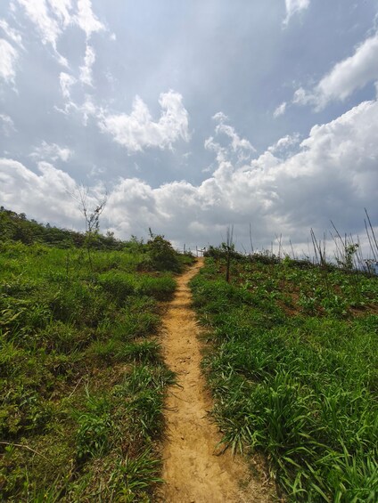 Un sentier de terre bordé de végétation verdoyante qui monte une pente. 3