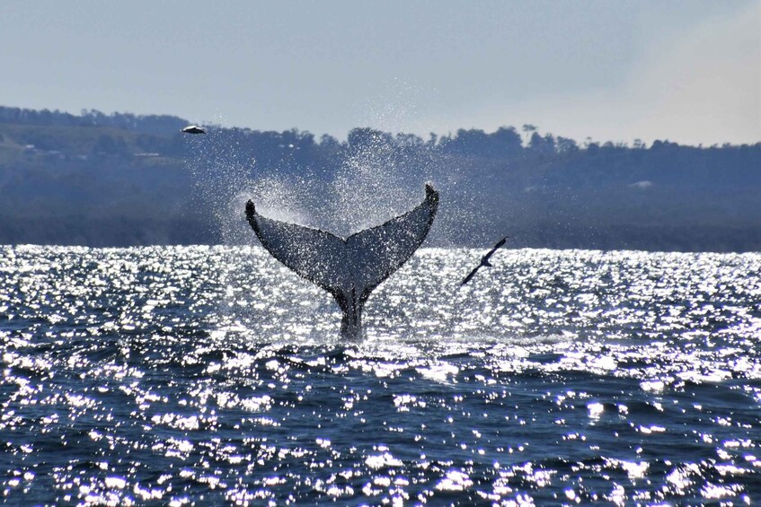 A whale tail breaching with water splashing, a clear sky, and a distant shoreline. 3
