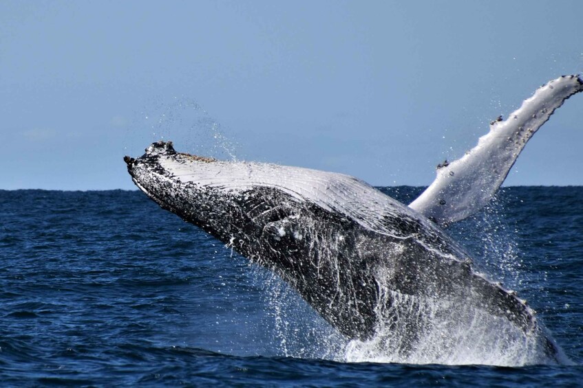 A humpback whale breaching with its tail flukes visible above the water. 1