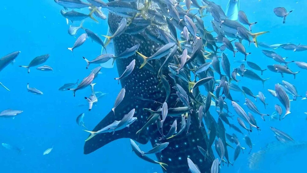 A whale shark swimming with a school of smaller fish. 4