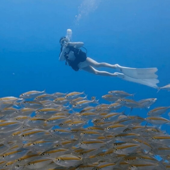 A diver swimming with a school of fish. 5