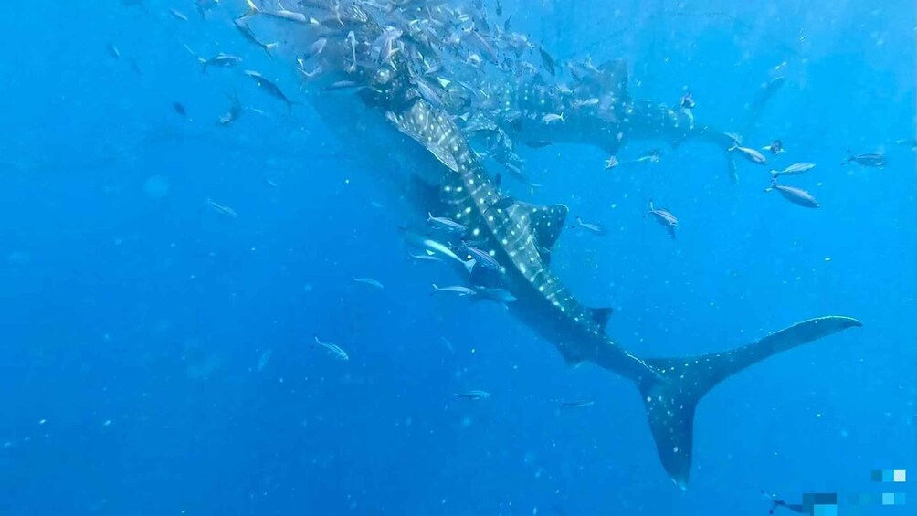 A large whale shark swimming in the ocean with a school of smaller fish around it. 3