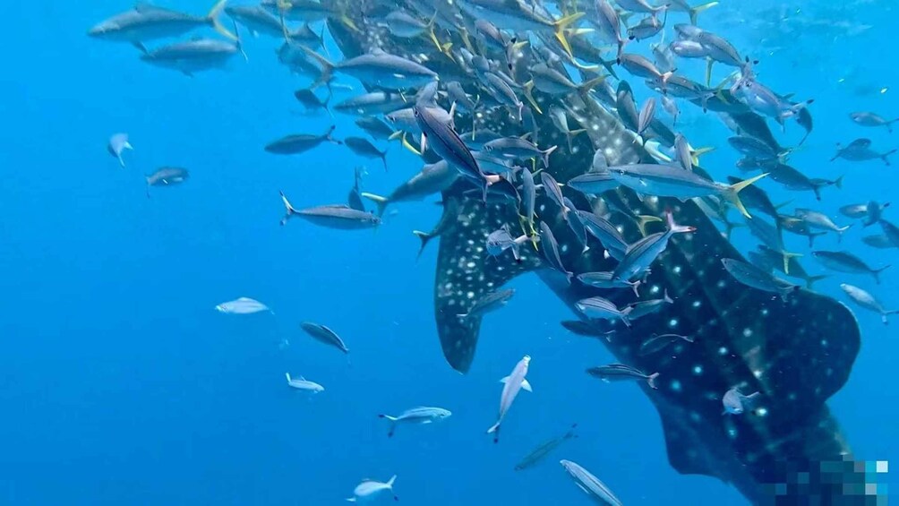 A large whale shark swimming with a school of smaller fish in clear blue water. 1