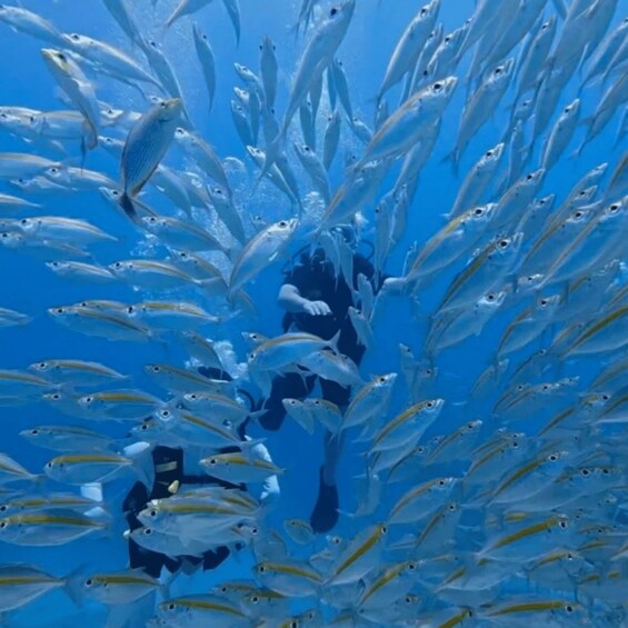 A diver surrounded by a school of fish in clear blue water. 2