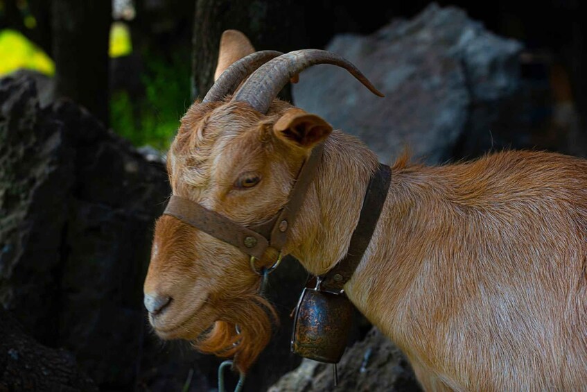 A goat with curved horns and a bell collar. 1