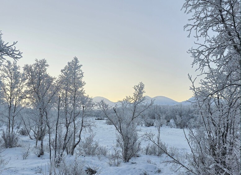 Picture 14 for Activity Abisko National Park: Arctic Stories of Abisko 3