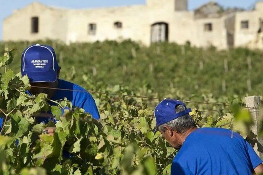 Two people in blue shirts and hats working in a vineyard with a building in the background. 3