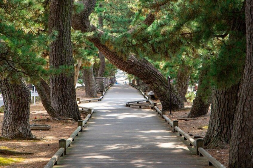 A wooden boardwalk flanked by tall pine trees, leading towards a distant structure. 2