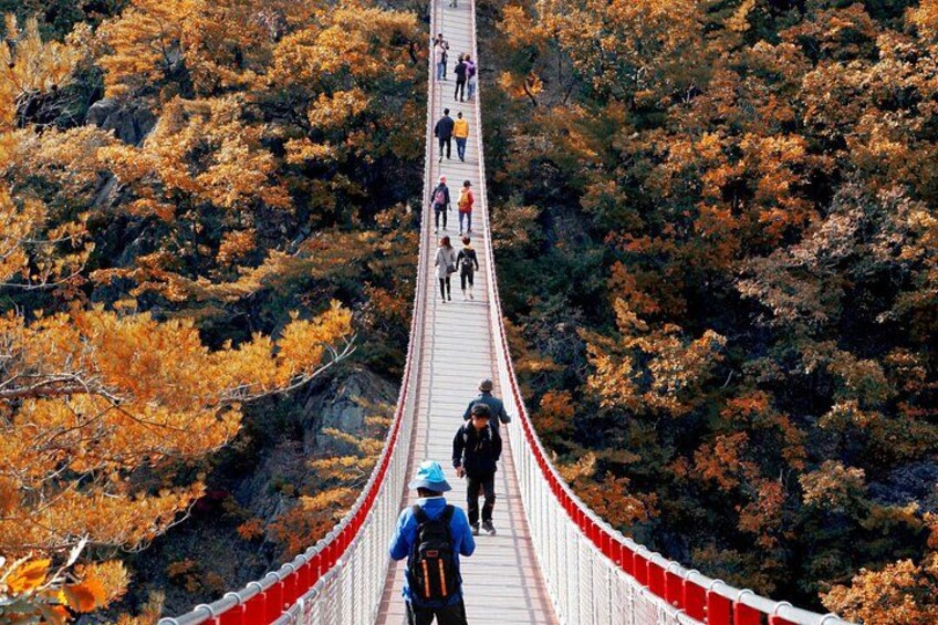 A suspension bridge surrounded by autumn foliage. 1