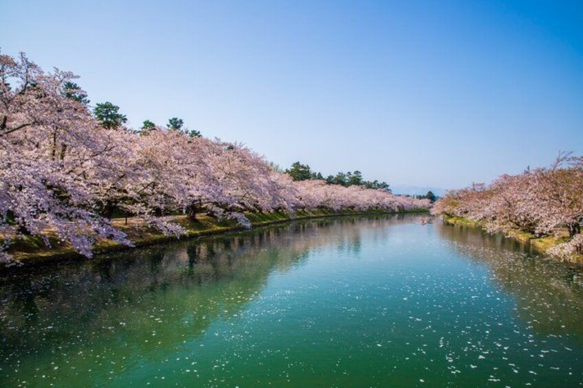 A river with cherry blossoms on both sides. 4