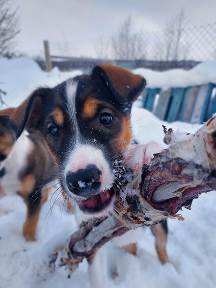 A close-up of a dog with a snowy background. 4