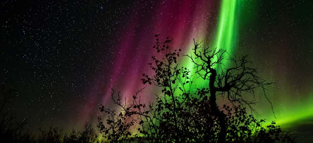 A night sky with the aurora borealis, a tree silhouette, and a starry background. 2