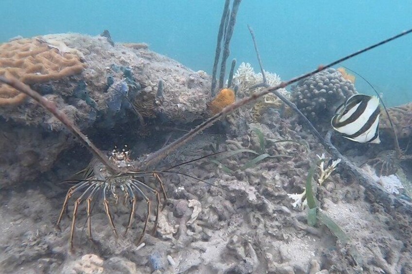 A marine environment with a large crab, coral formations, and a striped fish. 4