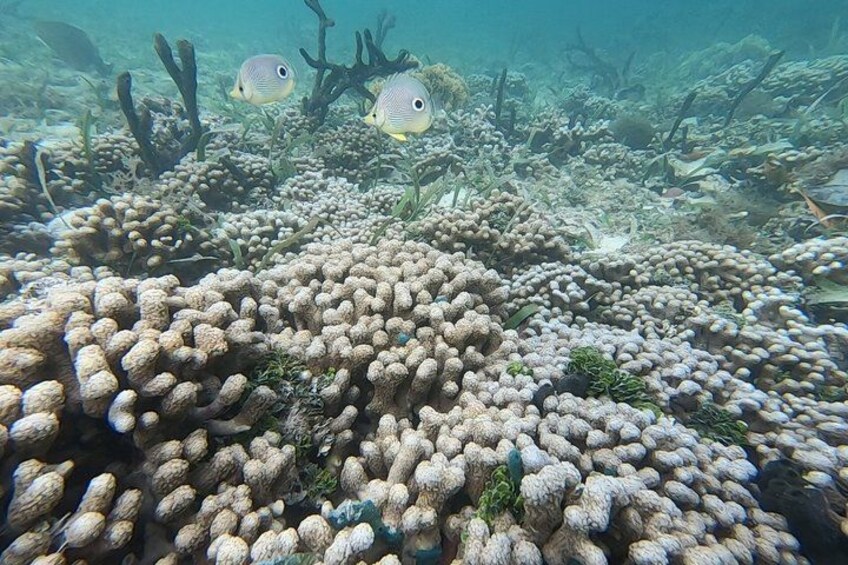 A coral reef with fish and branching corals. 2