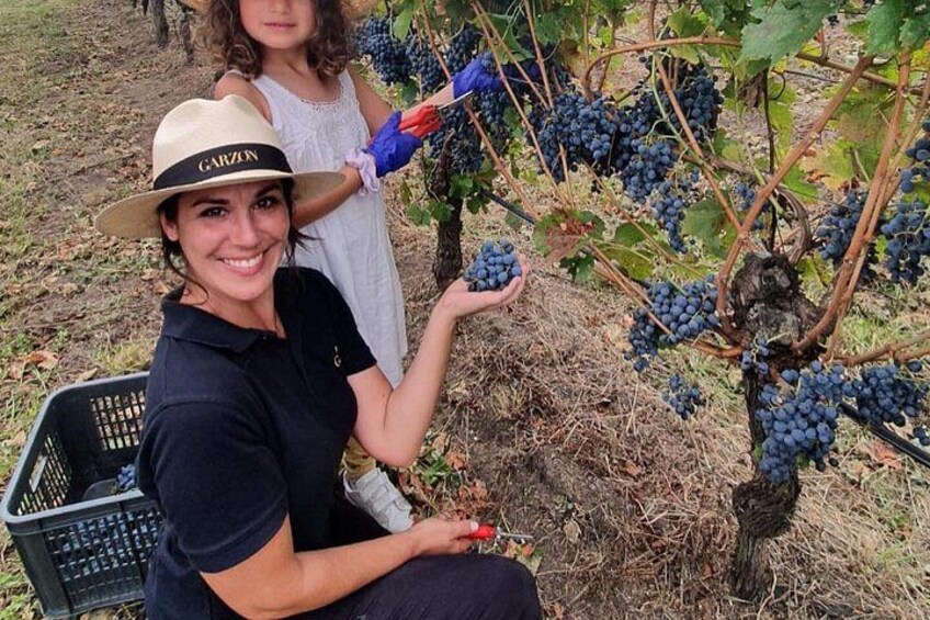 A vineyard with grapevines and a person holding a bunch of grapes. 5