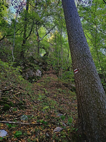 A forest with a large tree trunk, dense foliage, and a rocky ground covered with leaves. 4