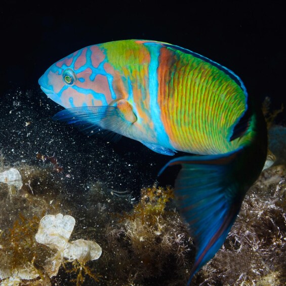 A colorful fish with blue and pink patterns swimming near a coral reef. 4