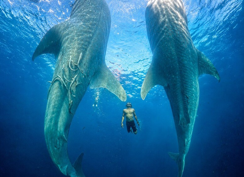 A diver swimming between two large whale sharks in clear blue water. 2