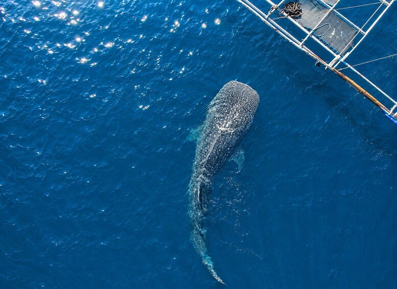 A large whale swimming in the ocean. 3