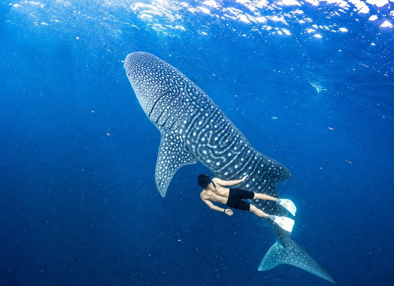 A person scuba diving near a large whale shark swimming in the ocean. 1