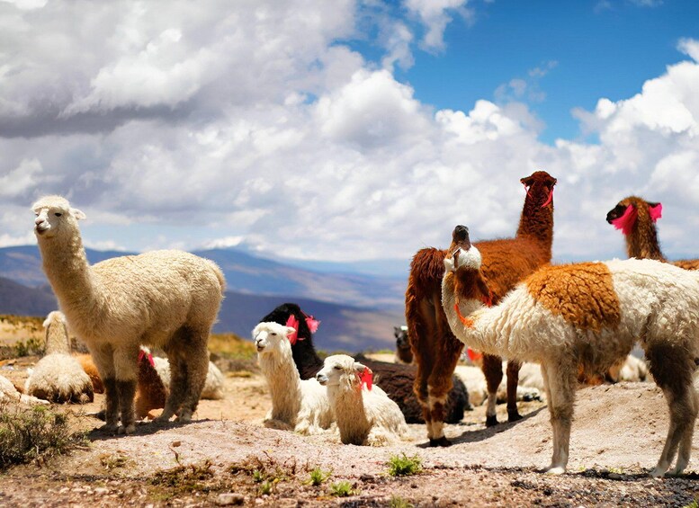 Picture 6 for Activity Transfer from Colca (Chivay) to Puno 2