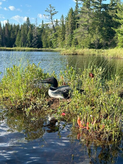 A loon resting on a grassy bank by a lake with trees in the background. 5